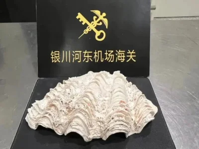 迪拜入境宁夏旅客行李中查获濒危物种