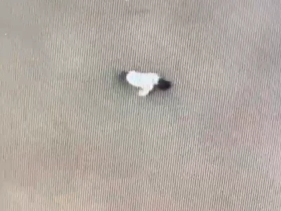 男子开车跳河后续：金边河中疑似发现跳河者的尸体漂浮在河里。