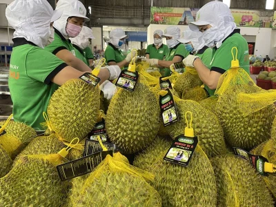 新年临近，中国“吸货”，越南榴莲价格疯涨
