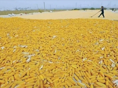 缅甸玉米向泰国出口免税季开始，商人可以行动了！