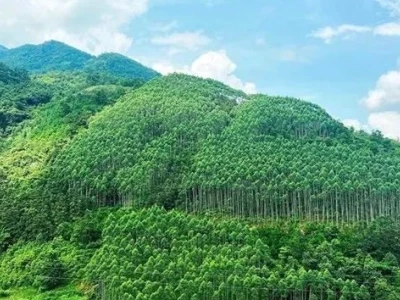 越南通过出售保护森林产生的碳信用额获得年均收入可达5万亿越盾