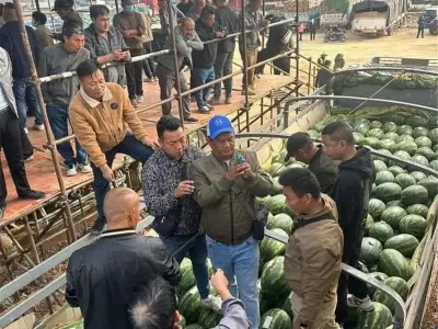 缅甸瓜农叫苦：老挝西瓜抢了出口中国的生意！