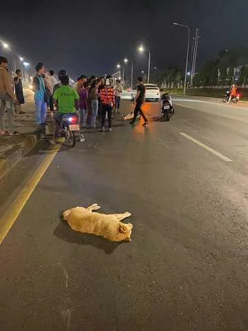 奇葩！西港男子撞狗引热议