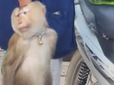 普吉猴子成精！随手标准泰式合十礼震惊老外！