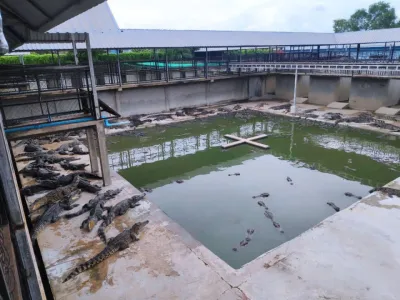 暹粒省22只鳄鱼从养殖场“逃狱”