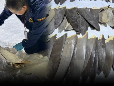 中泰两国海关联手查获涉嫌非法走私的大量鱼翅产品！