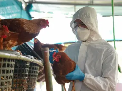 柬埔寨11岁男童感染H5N1禽流感不治身亡
