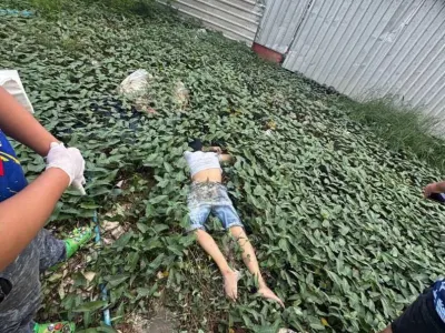 刚刚波贝某园区又一狗推跳楼死了
