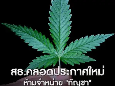 泰国政府正式宣布取消大麻合法化！
