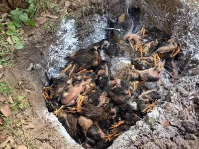 柬埔寨西北部地区出现H5N1禽流感疫情