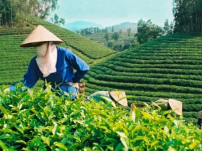 越南茶叶出口有望在2021年第二季度实现可观增长