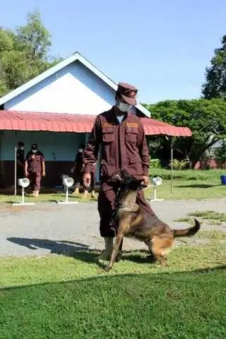 柬埔寨即将使用嗅探狗查新冠患者