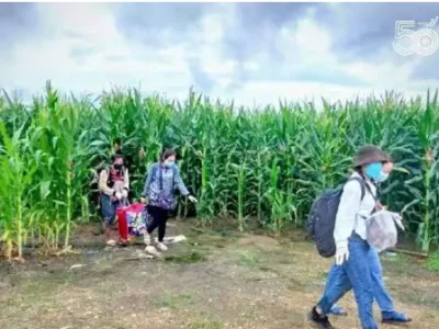疫情期间赌场务工难 10名妙龄女鬼鬼祟祟钻进泰缅边境玉米地里