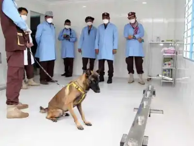 柬埔寨3只新冠嗅探犬完成训练，已能探测新冠病毒