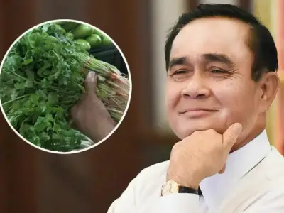 香菜价格太贵了！总理巴育下令这样应对！！！！！