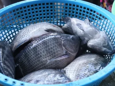 中间商赚翻了！老挝万象养殖场鱼价暴跌 市场零售价却没变？预测还会涨！
