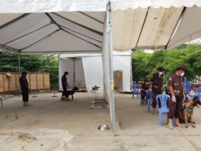 厉害了！柬埔寨嗅探犬已能分辨新冠患者