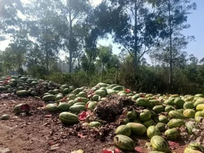 缅甸木姐西瓜整车整车地倒，当地民众：不要钱白捡