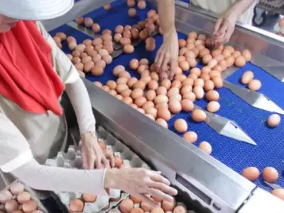 香港暂停进口越南和丹麦部分地区禽肉及禽类产品
