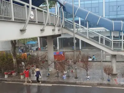 春节前夕，河内最大的春季花卉市场不“春节”，商人很伤感