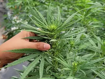泰国成为第一个大麻合法化的亚洲国家