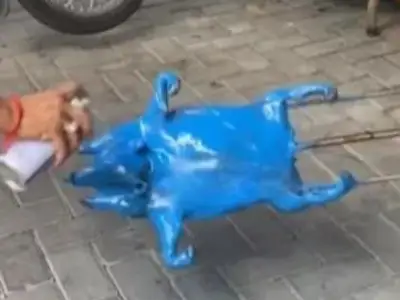 大师泛滥成灾？柬埔寨今年烤乳猪流行蓝色？