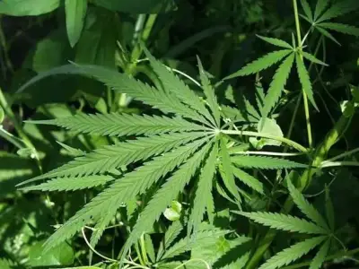 泰国大麻正式合法化