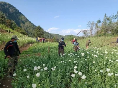 老挝北部8省去年查获非法罂粟种植园超900公顷！