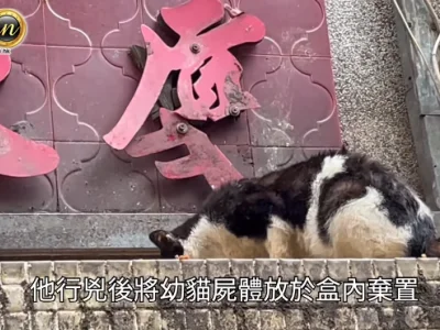 澳门荷官木棍打杀流浪猫弃尸檐篷难逃天眼被捕 认压力大心情坏犯案
