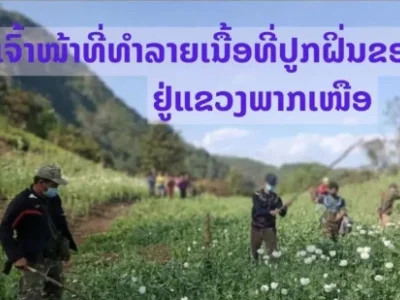 吓人！老挝去年在北部发现900余公顷罂粟种植园，超万户家庭参与毒品种植