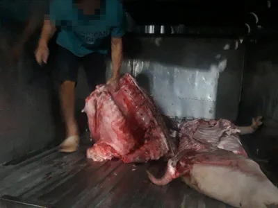 深入热点地区，“死猪”买卖猖獗