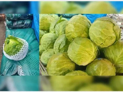 从中国走私进口的蔬菜泛滥成灾，在菲掀起悍然大波！