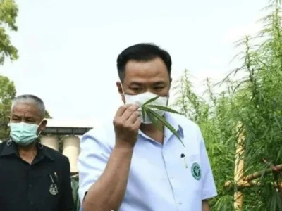 泰国将大麻合法化贯彻到底？政府直接给民众发大麻幼苗了……