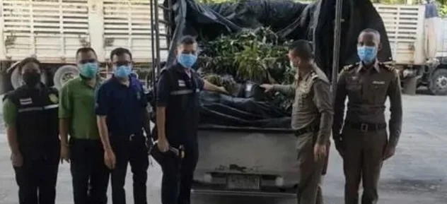 泰国男子欲走私榴莲树到老挝​被捕，价值 100 万泰铢！