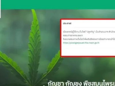 泰国大麻合法化首天！大批民众抢先注册种植身份，网站APP直接崩了！