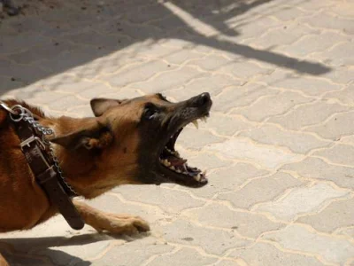 菲律宾报告2022年狂犬病病例及死亡人数增加