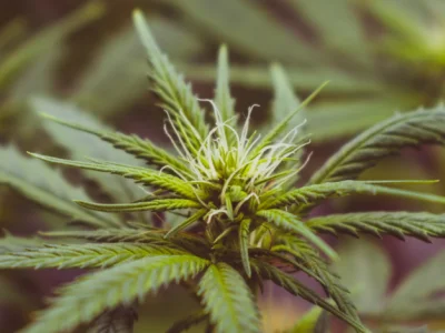 泰国大麻合法化惹祸？ 20%大马人回国呈阳