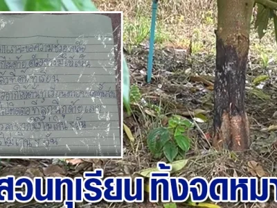 泰国大批榴莲树遭剥皮浇酸，黑势力恐吓果农上交高额保护费