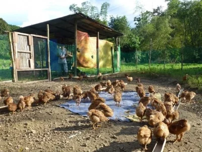 菲律宾北伊罗戈省发现高致病性甲型H5N1禽流感