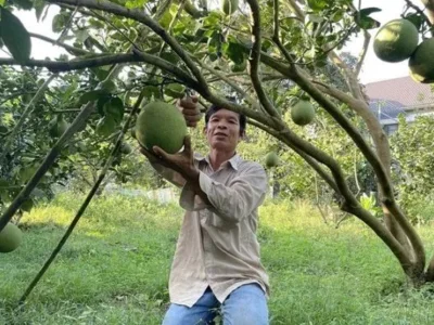 越南巴地头顿省有4个柚子种植区满足出口到美国的标准
