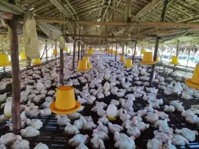 “忘了我吧，我养不起你了，我连饲料都买不起了”