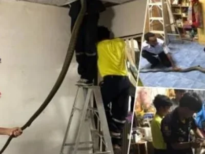 泰国4米眼镜蛇爬进民居吓坏屋主，工作人员：抓到后放归山林…