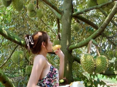 越南榴莲PK泰国榴莲，争抢中国市场，越南专家：我们优势大 1天半到货 随时有