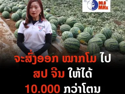 老挝女孩种植西瓜出口至中国