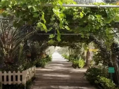阿布扎比农场提供旅游套餐，出租度假区
