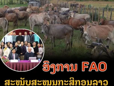 中国企业将从老挝进口价值1400万美元的牛肉原材料