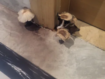 咋回事？中国女子买新山豪华公寓空置一年，墙上已经长蘑菇了！