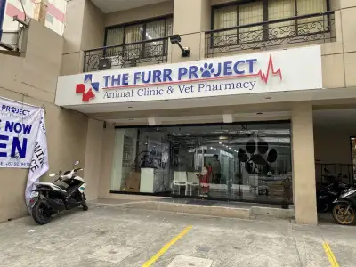 网友投稿：我的布偶因为泌尿发炎需要挂水，医院住了7天，花了近39000p，但是我的猫没有被照顾好！菲律宾宠物店